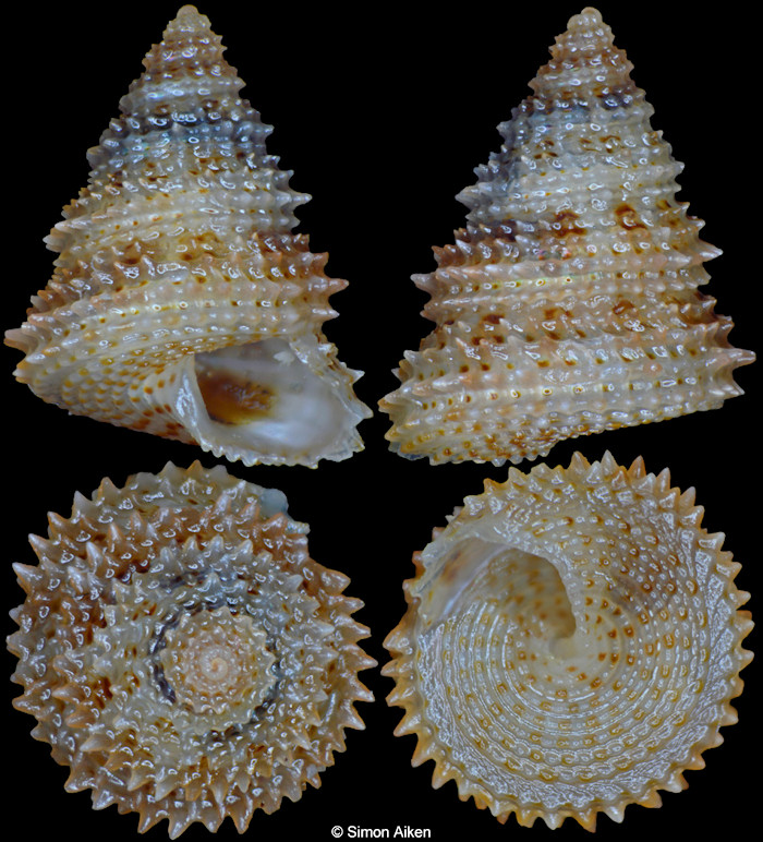 Calliostoma rubropunctatum A. Adams, 1853