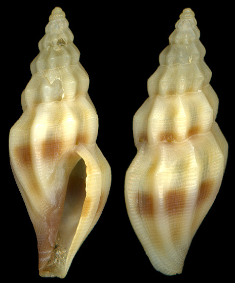 Rubellatoma rubella  (Kurtz and Stimpson, 1851) Reddish Mangelia