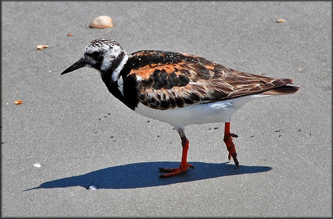 Ruddy Turnstone Arenaria interpres