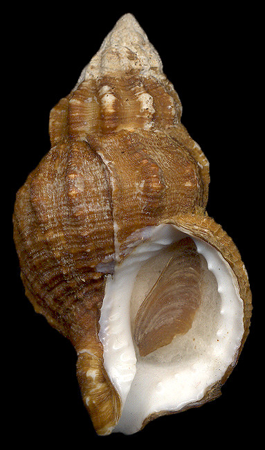 Argobuccinum rude (Broderip, 1833)