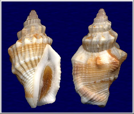 Canarium rusosum (G. B. Sowerby I, 1825)