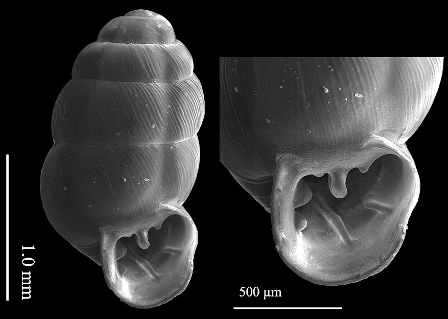 Vertigo rugosula Sterki, 1890