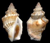 Canarium rusosum (G. B. Sowerby I, 1825)