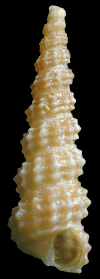 Metaxia rugulosa (C. B. Adams, 1850) Rugged Metaxia