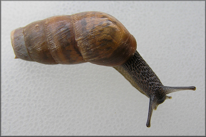 Rumina decollata (Linnaeus, 1758) Decollate Snail