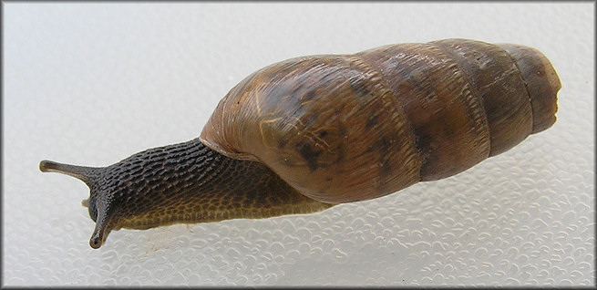 Rumina decollata (Linnaeus, 1758) Decollate Snail