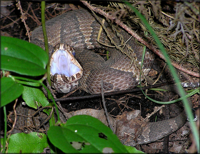 Florida Cottonmouth [Agkistrodon piscivorus conanti]