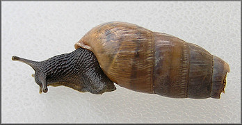 Rumina decollata (Linnaeus, 1758) Decollate Snail