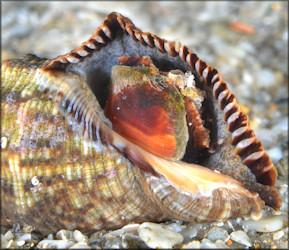 Stramonita rustica (Lamarck, 1822) Rustic Rocksnail