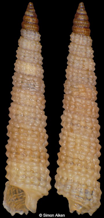 Subulofora cf. rutilans (Hervier, 1897)