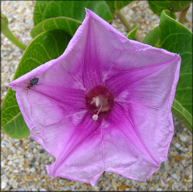 Ipomoea pes-caprae Railroad Vine