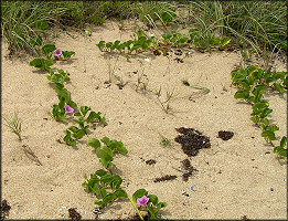 Ipomoea pes-caprae Railroad Vine