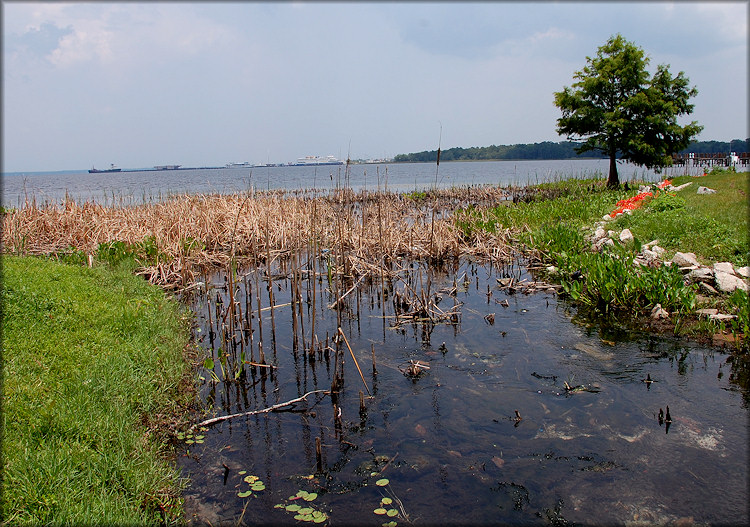 View of the spring run flowing into the St. Johns River