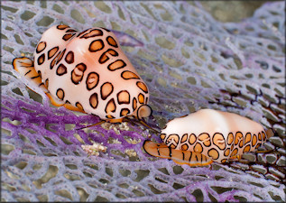 Cyphoma gibbosum (Linnaeus, 1758) Flamingo Tongue