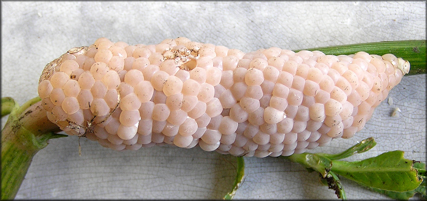 Freshly Deposited Pomacea diffusa Egg Clutch