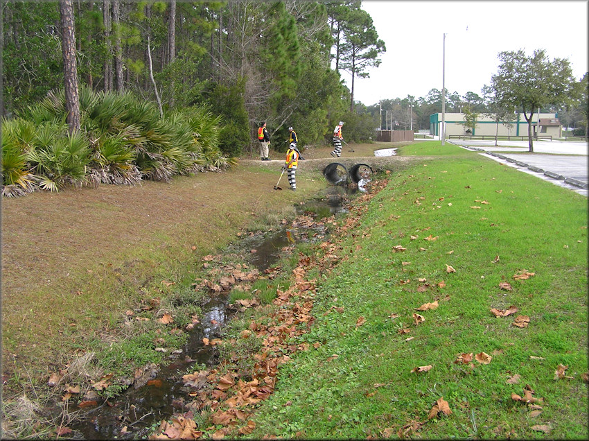 Small ditch colonized by the Pomacea