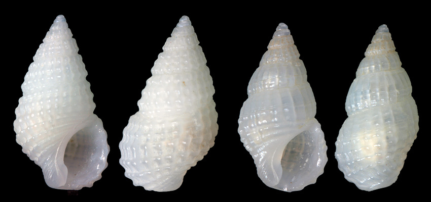 Stosicia aberrans (C. B. Adams, 1850)