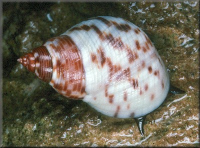 Littoraria nebulosa (Lamarck, 1822) Cloudy Periwinkle