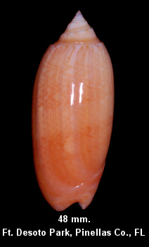 Oliva sayana Ravenel, 1834 Orange