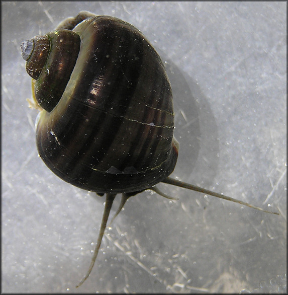 Pomacea diffusa Blume, 1957 [Spiketop Applesnail] Aquarium Store Specimen