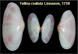 Tellina radiata Linnaeus, 1758