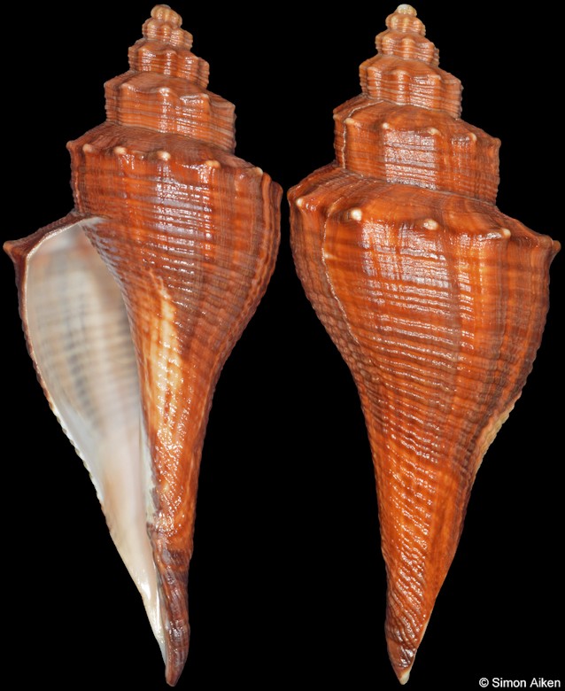 Brunneifusus ternatanus (Gmelin, 1791) Sinistral