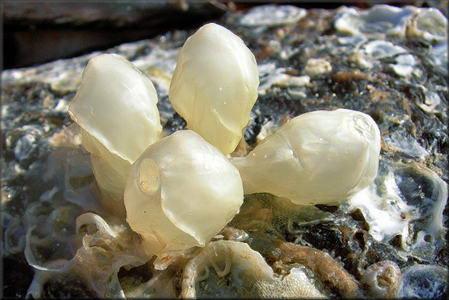 Empty Alphabet Cone Egg Capsules