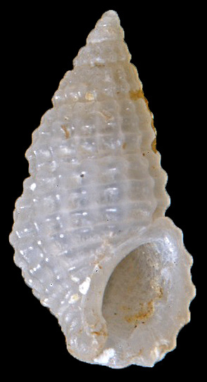 Stosicia aberrans (C. B. Adams, 1850)