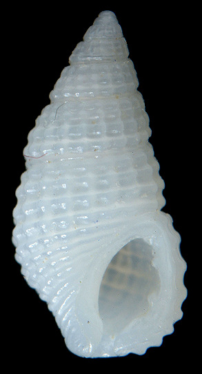 Stosicia aberrans (C. B. Adams, 1850)