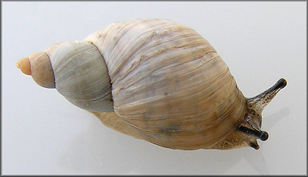 Succinea (Calcisuccinea) floridana Pilsbry, 1905 ?