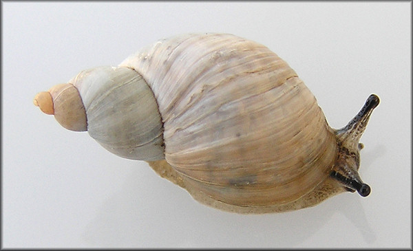 Succinea (Calcisuccinea) floridana Pilsbry, 1905 Florida Chalksnail ?