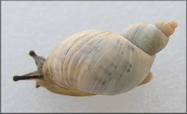 Succinea (Calcisuccinea) floridana Pilsbry, 1905 Florida Chalksnail ?