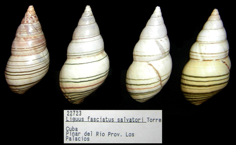 Liguus fasciatus salvatori de la Torre,1953