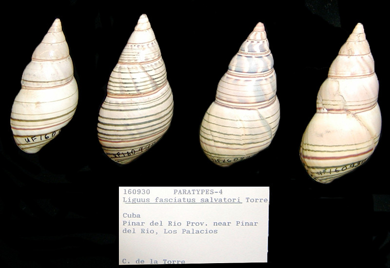 Liguus fasciatus salvatori de la Torre,1953 Paratypes