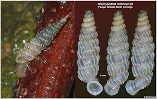 Brachypodella dominicensis (L. Pfeiffer, 1850)