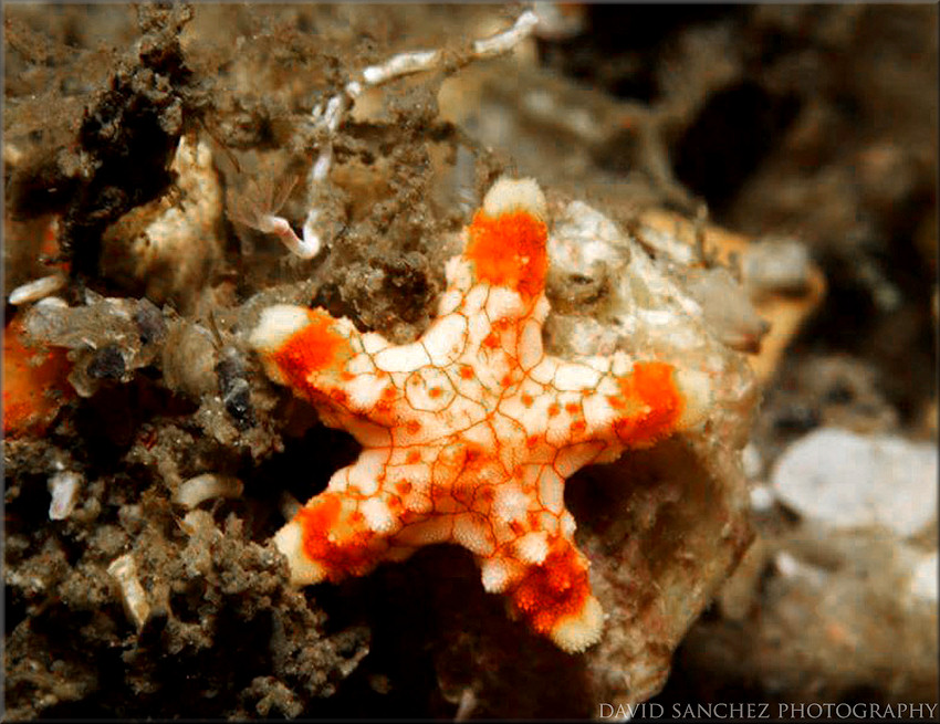 Probable Juvenile Echinaster sentus Spiny Sea Star