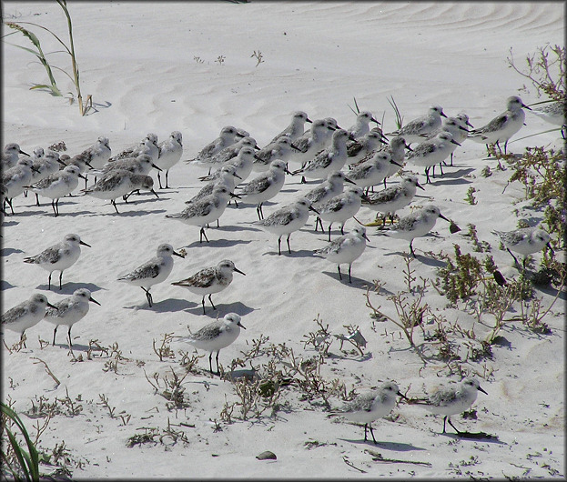 Calidris alba - Sanderling