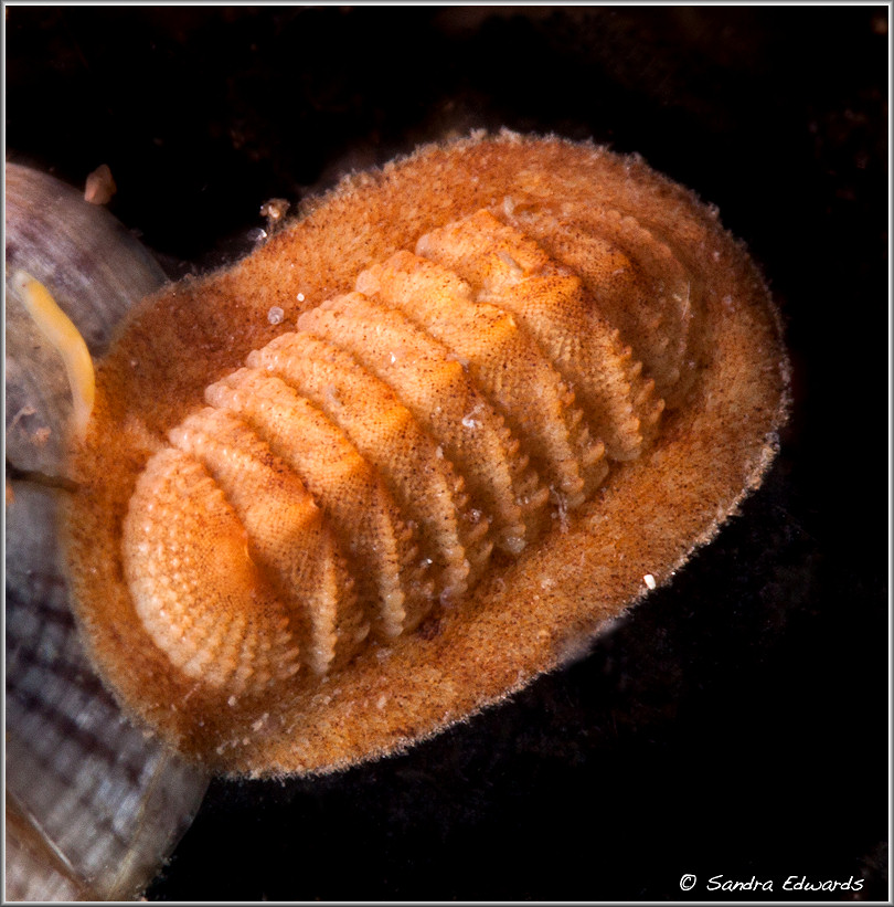 Callistochiton shuttleworthianus Pilsbry, 1893 Eastern Orange Chiton