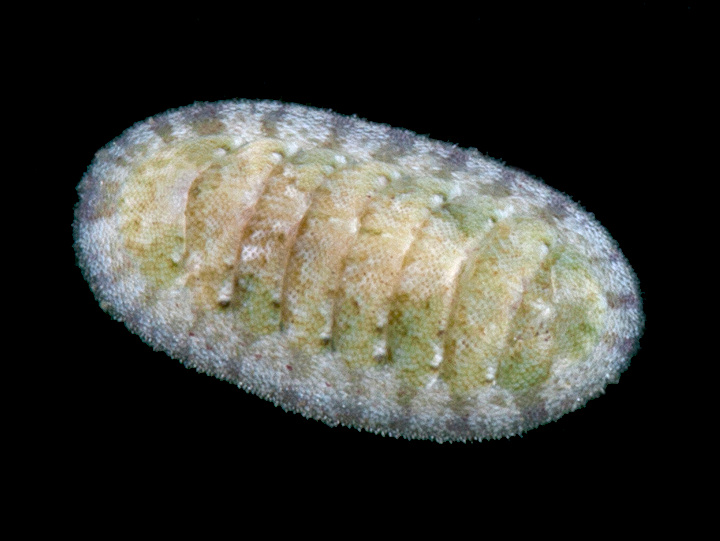 Ischnochiton papillosus (C. B. Adams, 1845)