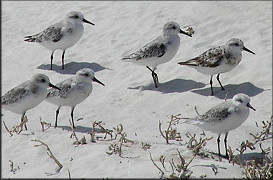 Calidris alba - Sanderling