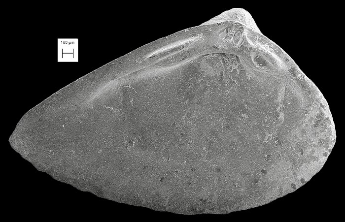 Mulinia sapotilla Dall, 1898 Fossil Juveniles