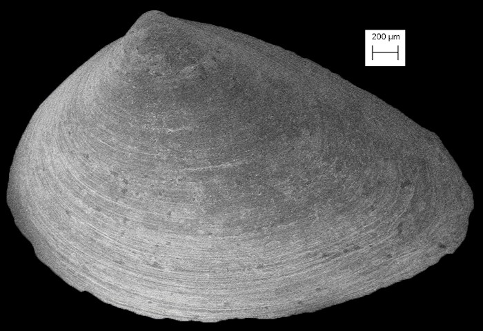 Mulinia sapotilla Dall, 1898 Fossil Juveniles