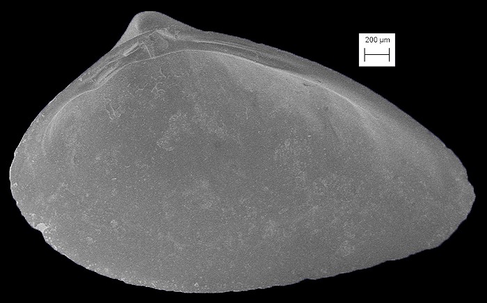 Mulinia sapotilla Dall, 1898 Fossil Juveniles