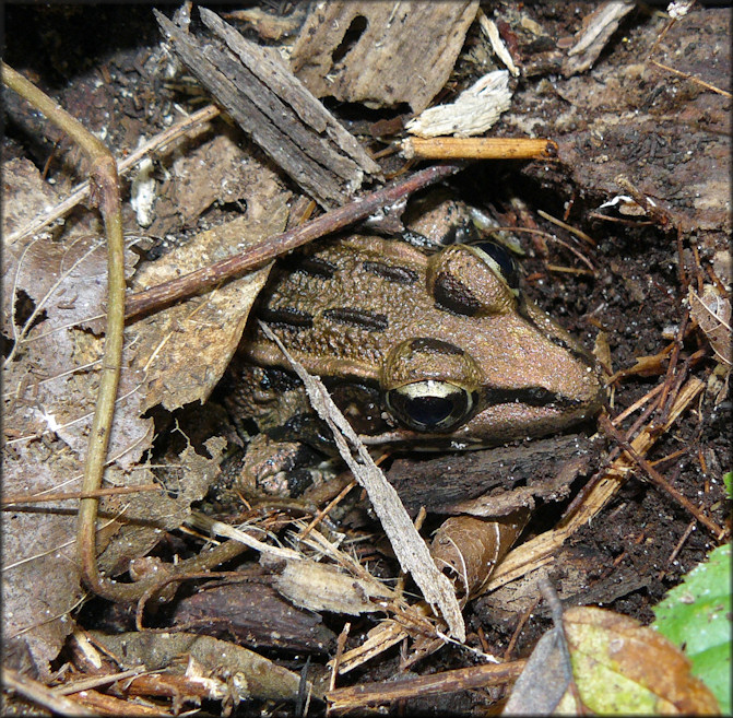 Southern Leopard Frog [Rana sphenocephala utricularia]