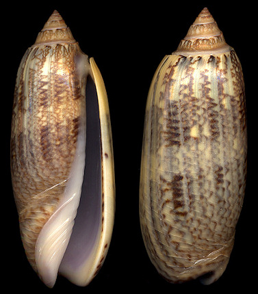 Oliva sayana Ravenel, 1834