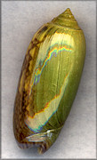 Oliva sayana Ravenel, 1834 Green