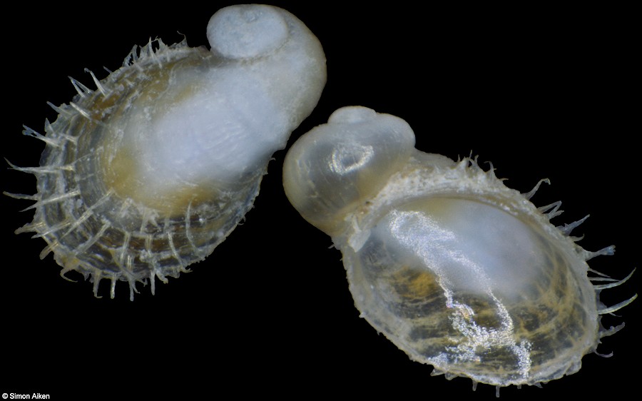 Pilosabia sp. Juveniles