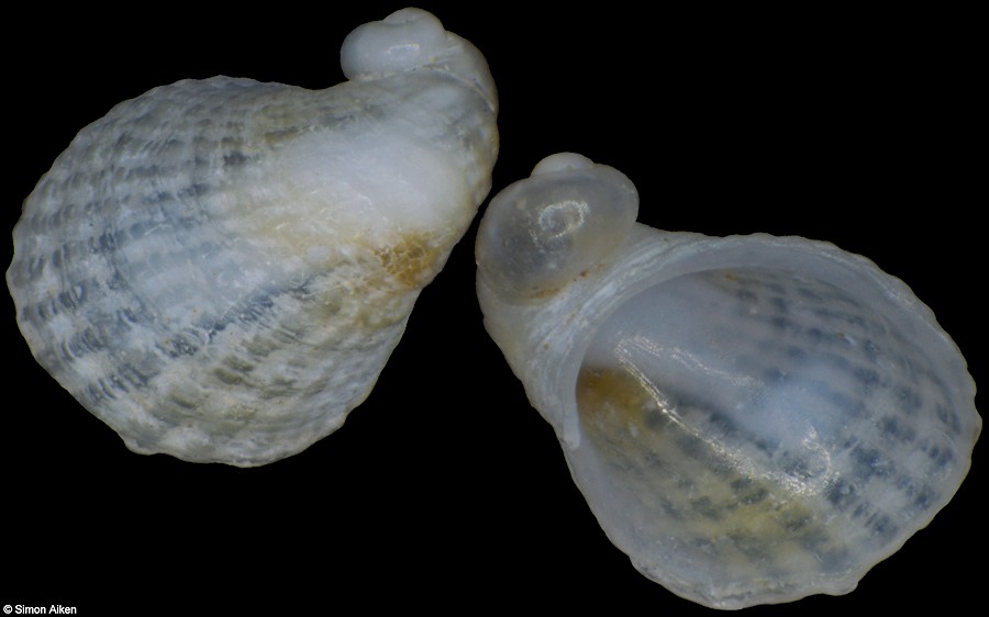 Pilosabia sp. Juveniles