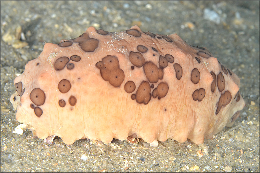 Isostichopus badionotus (Selenka, 1867) Chocolata Chip Cucumber