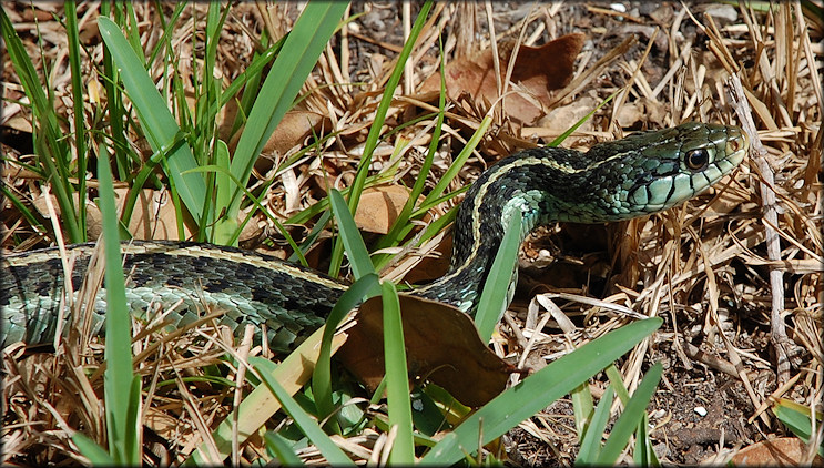Eastern Garter Snake [Thamnophis sirtalis sirtalis]